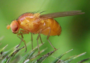 Drosophila-melanogaster cropped
