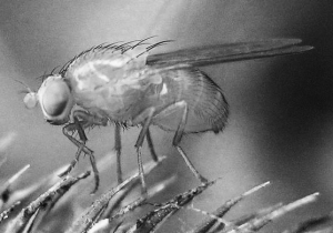 Drosophila-melanogaster cropped BW